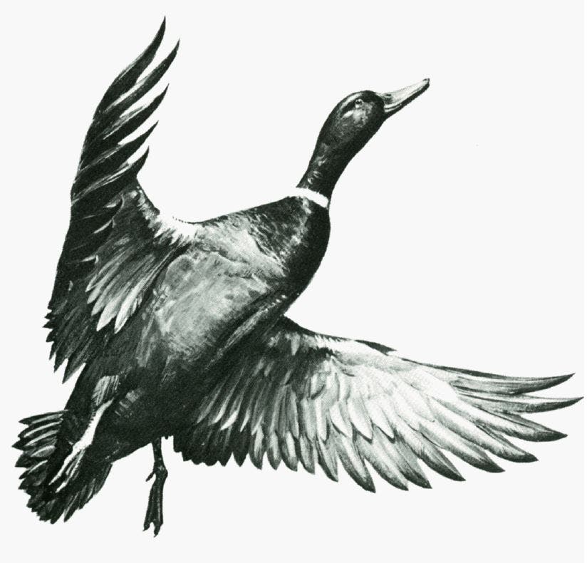 Mallard Duck Flying
