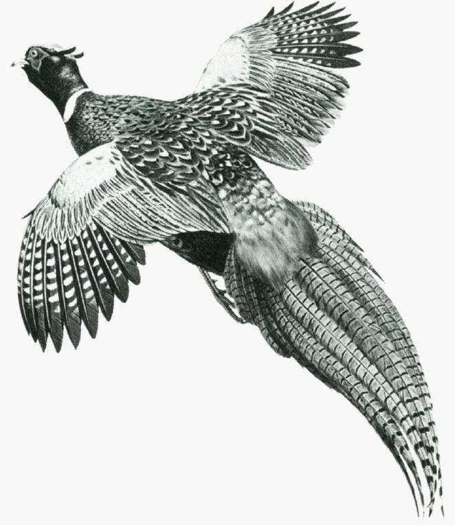 Pheasant Flying