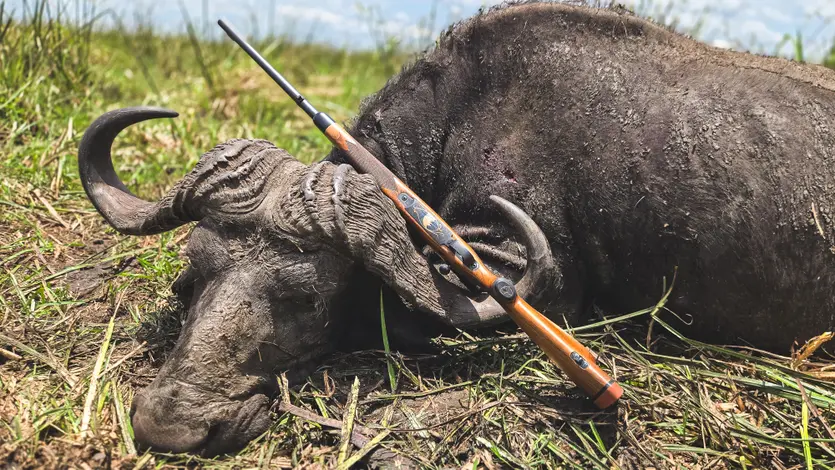 Cape Buffalo Africa