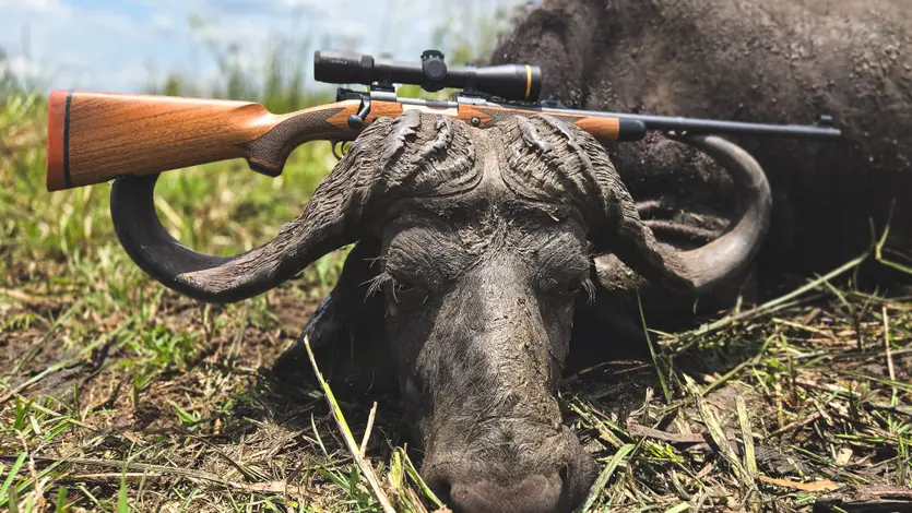 Model 70 Cape Buffalo