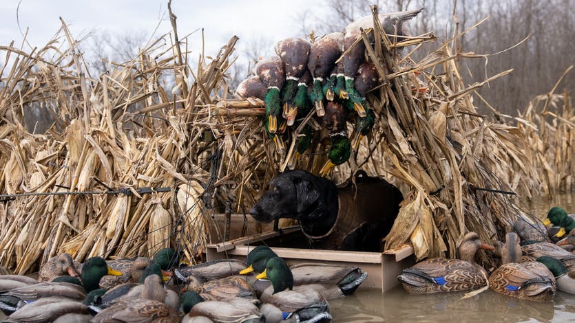 hunting dog in a duck blind